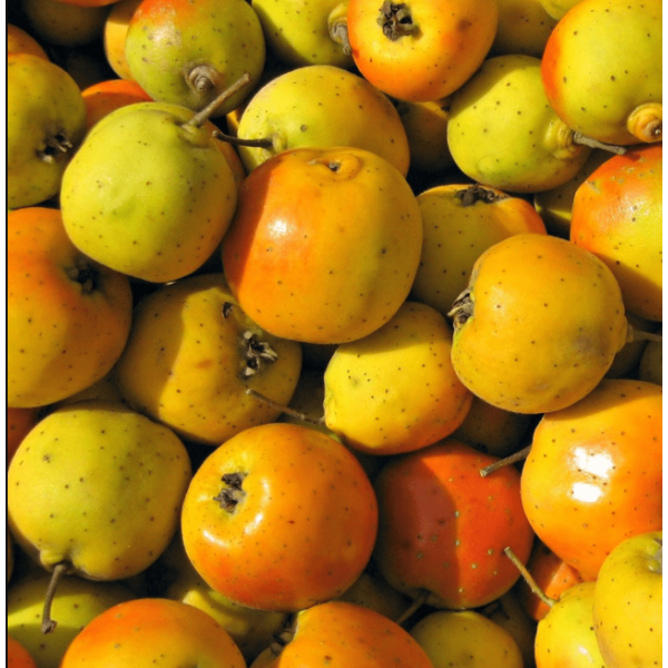 Taze Alıç Meyvesi | Fresh Hawthorn Fruit  - 250 g 