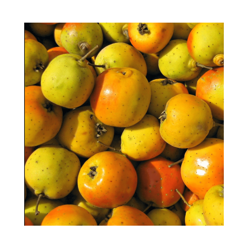 Taze Alıç Meyvesi | Fresh Hawthorn Fruit  - 250 g 