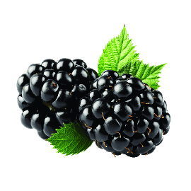 black-berry-robinfood
